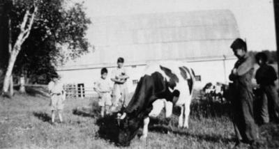 Photograph of students with a dairy cow
