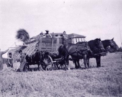 Photograph of students loading hay