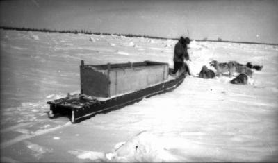 Photograph of a dog sled team
