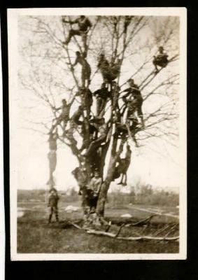 Boys Climbing in a Tree